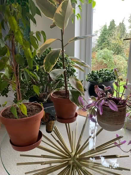 Photo of free Three houseplants (HR4 8lg) #1