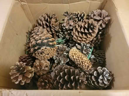 Photo of free Decorative Pine Cones (Midtown Toronto) #1