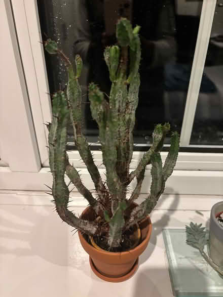 Photo of free Cactus plants (Cobham, KT11) #3