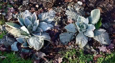 Photo of free Verbascum/mullein plants (Hatfield AL10) #3