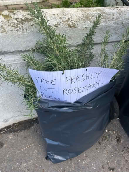 Photo of free Fresh rosemary (St Leonards on Sea TN37) #1
