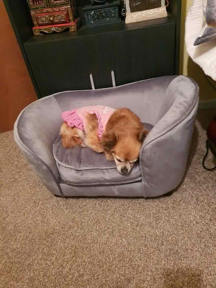 Photo of free pet items (Alvaston derby) #2