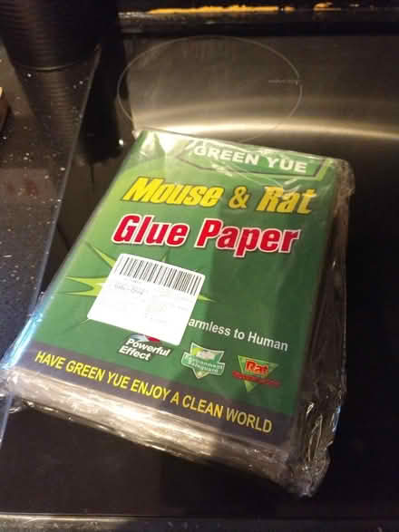 Photo of free Mouse Rat glue paper (Adamsdown CF24) #1