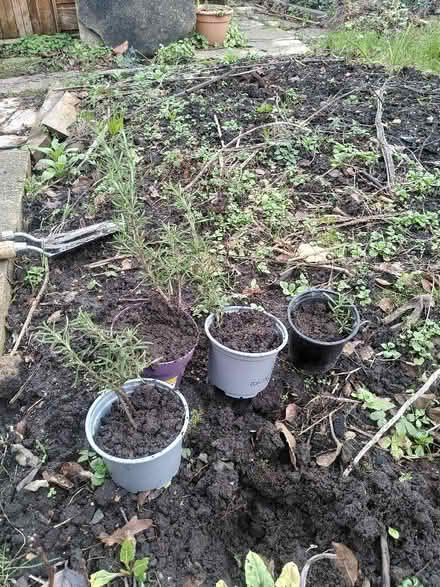 Photo of free Rosemary plants (Old Woking GU22) #1