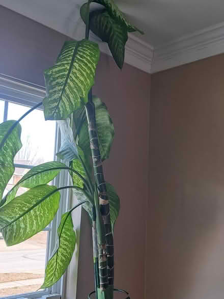 Photo of free Plant lover? 12ft ceilings? (20747) #1