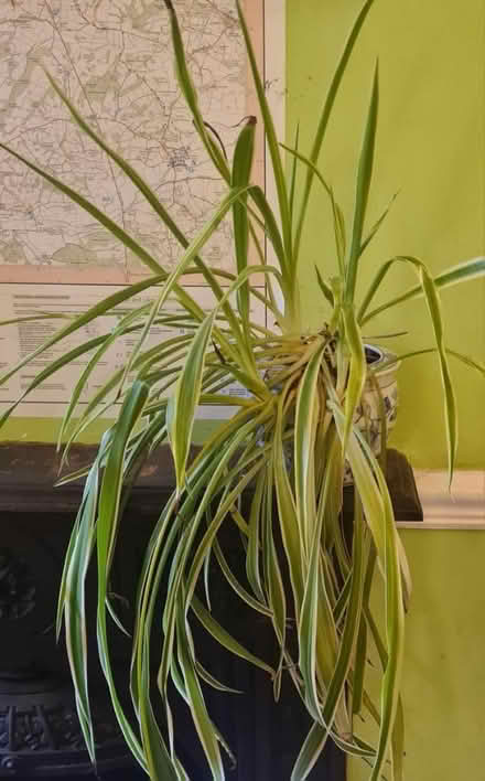 Photo of free Large spider plant (ME1) #1