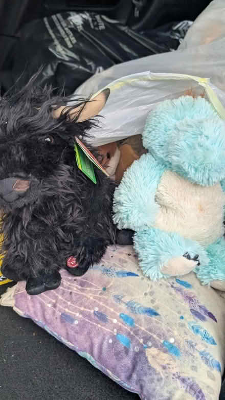 Photo of free Bag of soft toys/teddies (Kenilworth CV8) #1