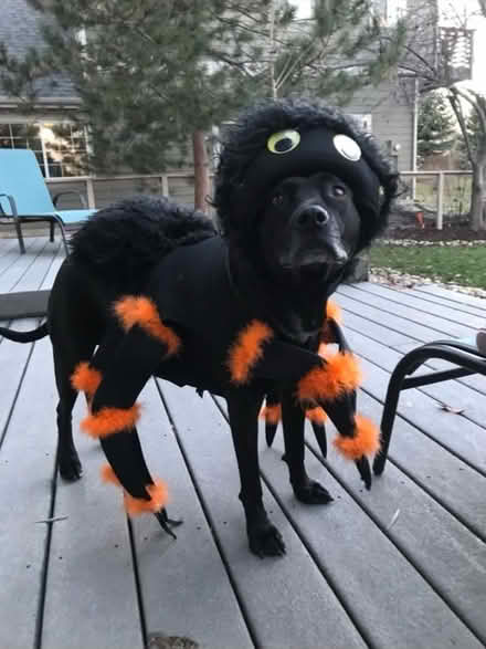 Photo of free Dog Spider Costume (Lafayette) #1
