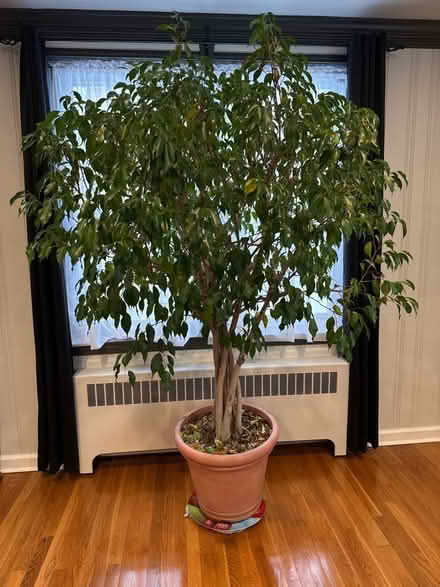 Photo of free Live ficus tree (Hartsdale NY) #1