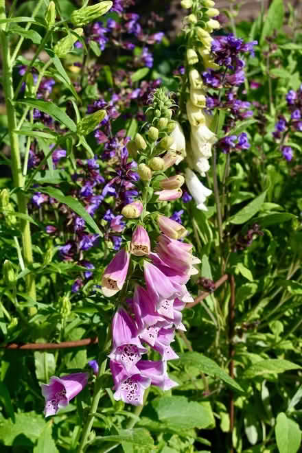 Photo of free Foxglove plants (Hatfield AL10) #2