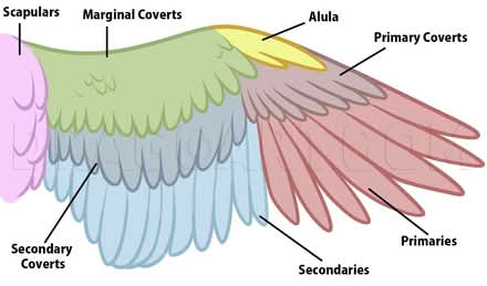 Photo of EVA foam or feathers for cosplay (Harpur Hill SK17) #1