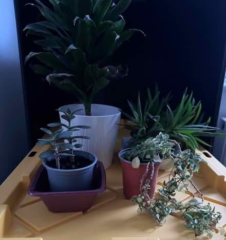 Photo of free Plants (Ellesmere Port CH1) #1