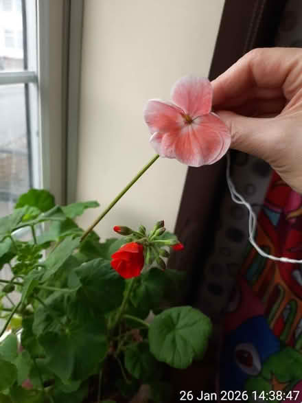 Photo of free 2 pelargoniums ▪ NO POT (Edgwarebury Lane) #3