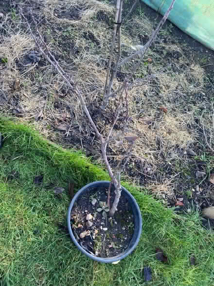 Photo of free Rhubarb and apple tree (Woosehill RG41) #3