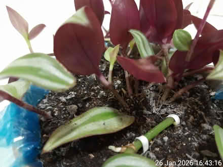 Photo of free Tradescantia ▪ NO POT (Edgwarebury Lane) #3