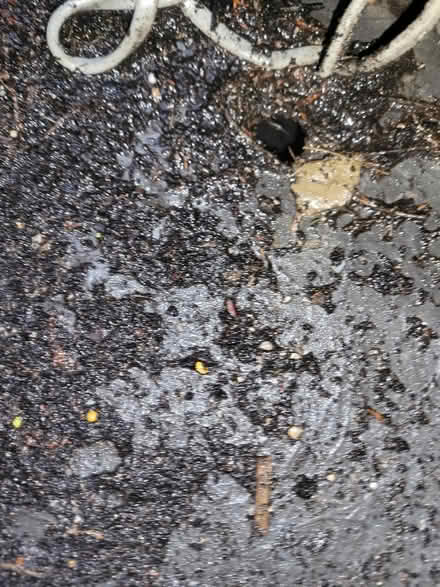 Photo of free Garden pots (Shefford) #3