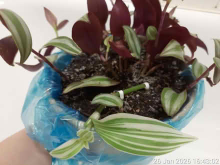 Photo of free Tradescantia ▪ NO POT (Edgwarebury Lane) #2