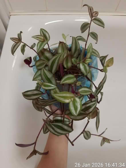 Photo of free Tradescantia ▪ NO POT (Edgwarebury Lane) #1