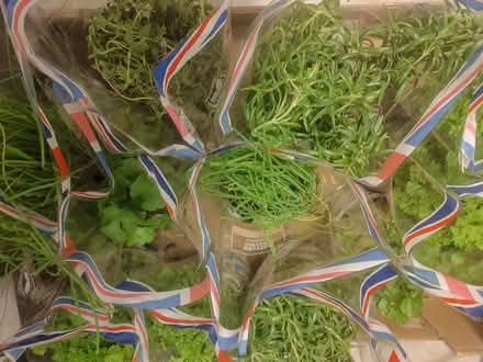 Photo of free Herb pots (Loughton IG10) #1