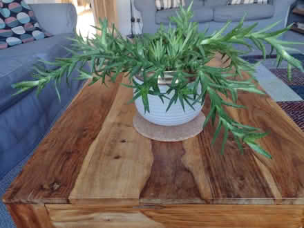 Photo of free Houseplant Aloe Juvenna (Tiger Tooth Aloe) (IP4) #1