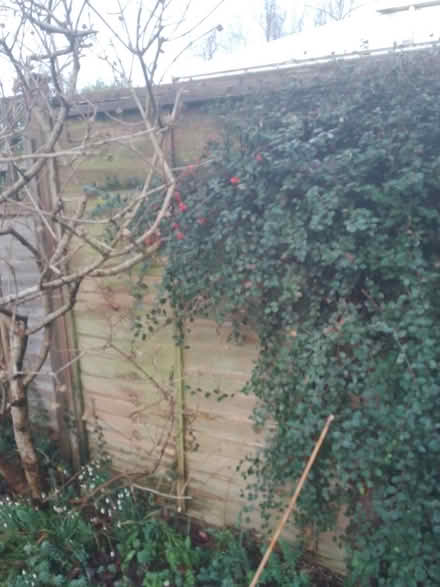 Photo of free Cotoneaster cutting (Wd257gl) #1