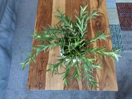 Photo of free Houseplant Aloe Juvenna (Tiger Tooth Aloe) (IP4) #2