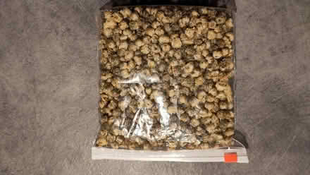 Photo of free Chrysanthemum flower buds (Claverton) #1