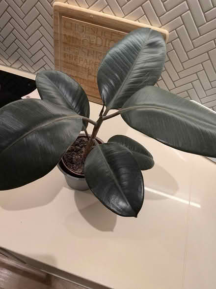 Photo of free Houseplants (Hoddesdon EN11) #2