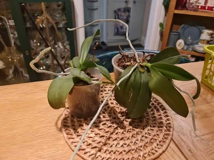 Photo of free 2 struggling orchids (Ashford TW15) #1