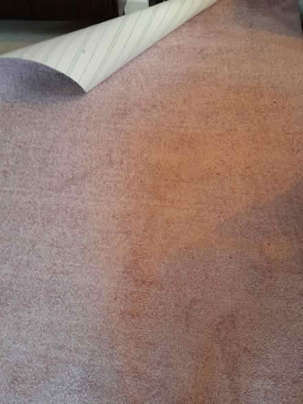 Photo of free Pale Pink Carpet Southsea (Southsea PO5 1HW) #2