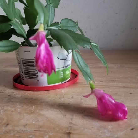 Photo of free Christmas Cactus (Yonge Eglinton) #2