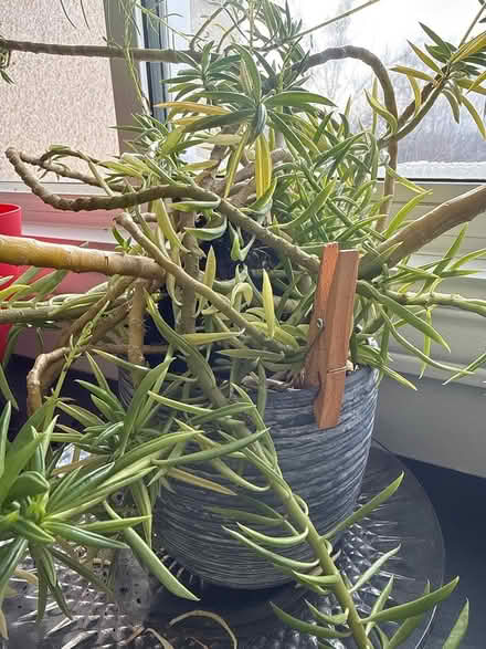 Photo of free Plant that is bursting out of pot (Uplands / Paul Anka) #2