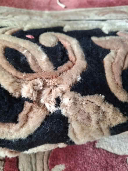 Photo of free Large wool rug (South Green CM11) #1