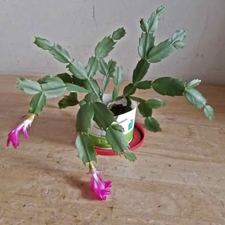 Photo of free Christmas Cactus (Yonge Eglinton) #3