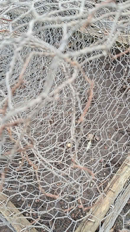 Photo of free OLD chicken wire (Holloway road N4) #1