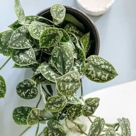 Photo of House Plants (BH23) #1