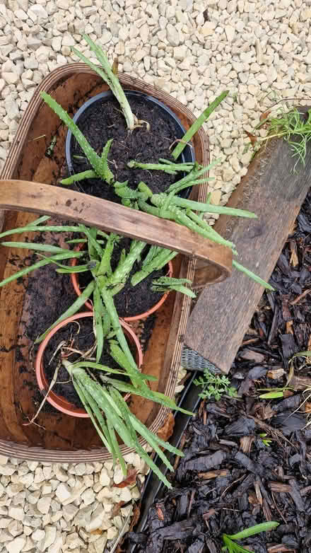 Photo of free Aloe Vera house plants (Stone Cross BN23) #1