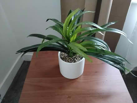 Photo of free Artificial plants (Dalkeith EH22) #3
