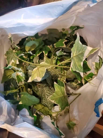Photo of free Bag of fake greenery (Downtown Bothell) #1