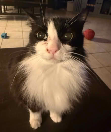 Photo of Outdoor cat enclosures (Front Royal) #1