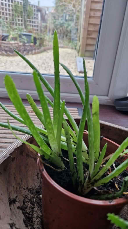 Photo of free Aloe Vera house plants (Stone Cross BN23) #2