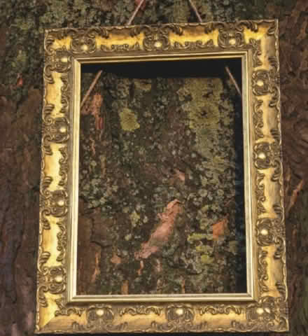 Photo of Ornate picture frames (GL5) #1