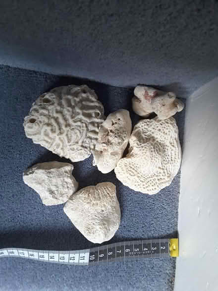 Photo of free Coral (HP13 near railway station) #1
