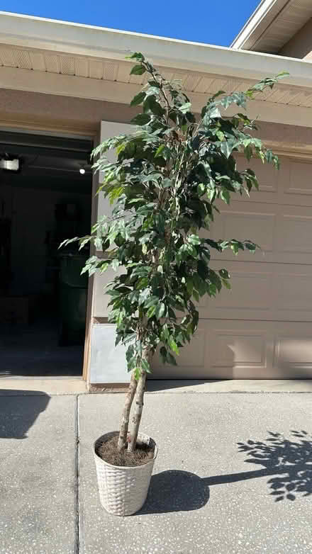 Photo of free Artificial Tree (Lutz) #1