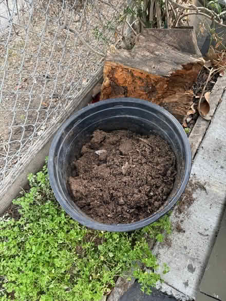 Photo of free Large plastic pot with potting soil (Valencia Avenue, Sunnyvale) #2