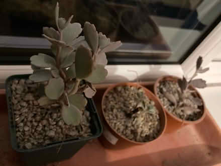 Photo of free Kalancho plants-1 (Leegomery TF1) #1
