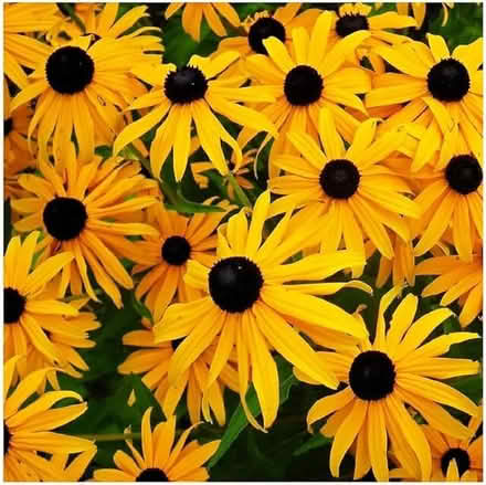 Photo of Rudbeckia and cosmos seeds (North Tonbridge TN10) #1