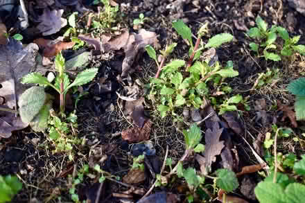 Photo of free Verbena bonariensis plants (Hatfield AL10) #3