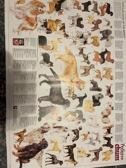 Photo of free Various dog posters (Parkstone BH14) #1