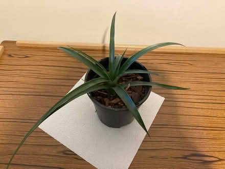 Photo of free Mini pineapple - houseplant (Leegomery TF1) #1